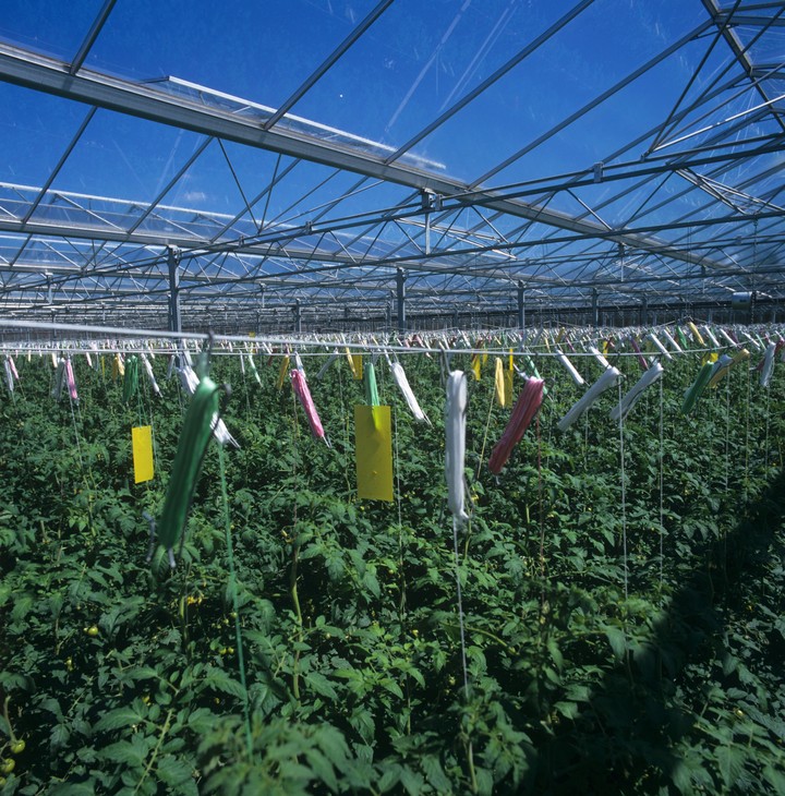 Nova zahrada - lapace